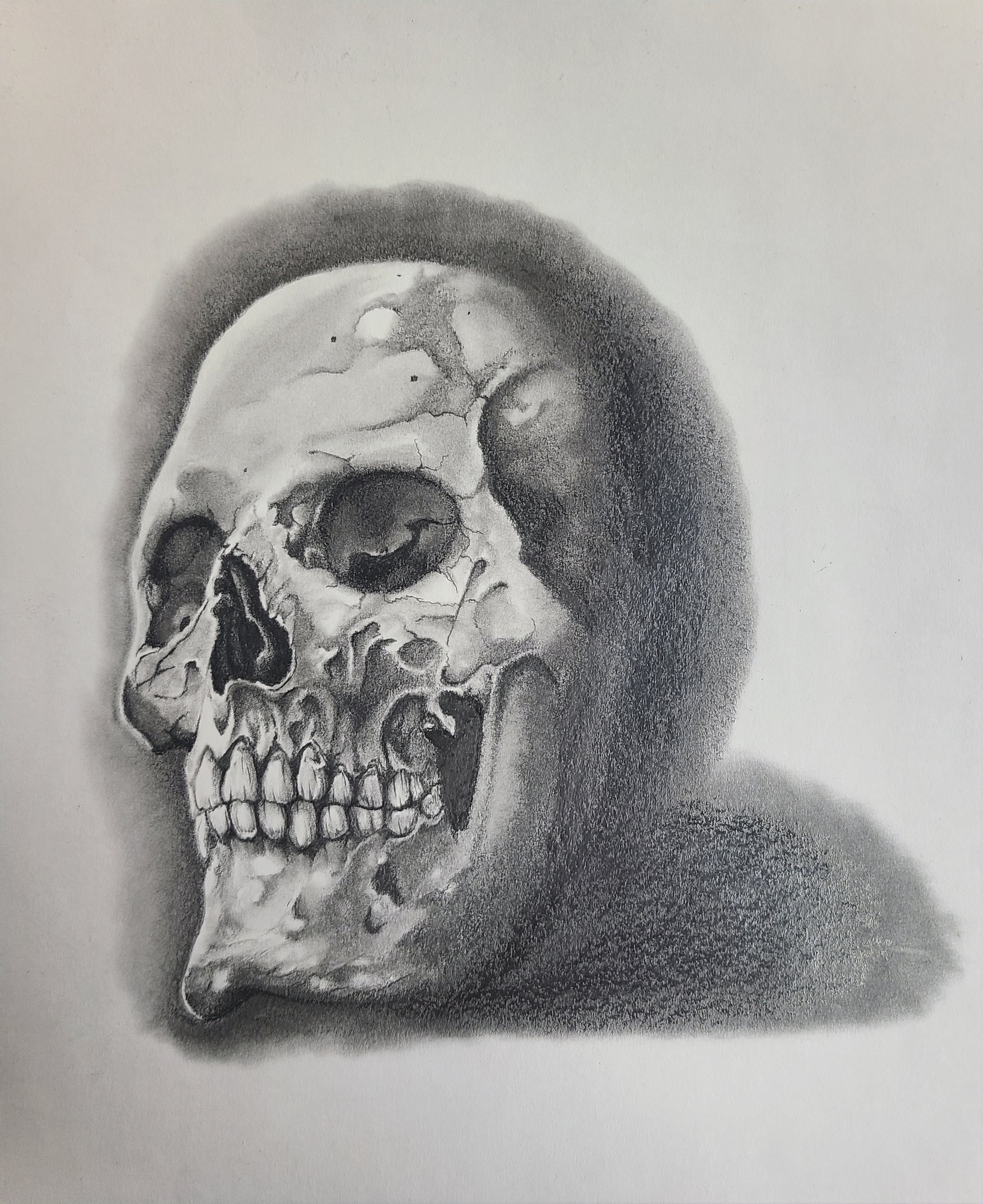 Graphite skull study drawing by Don at Social Suicide Tattoos